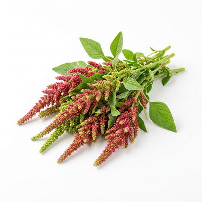 Amaranth