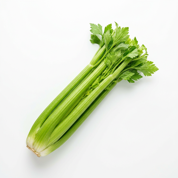 Stangensellerie